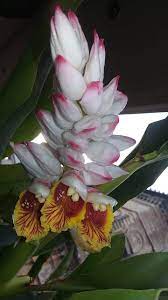 Pin On Vijaya S Creative Garden