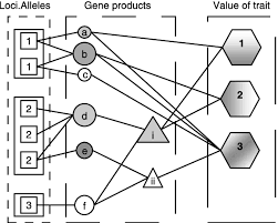 The proteins are expressed in a regulated fashion so they are active when, where, how long and how much so the cells can grow differentiate during embryogenesis. A Graphical Representation Of A Genotype Phenotype Map For A Download Scientific Diagram