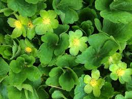 Image result for Sanicula