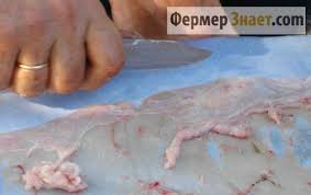 Dici che l'acido solforico è piu' delicato? Scuoiatura Con Acido Solforico Corretta Preparazione Delle Pelli Di Volpe A Casa