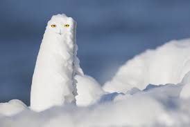 Snowy Owl Hallucinations Arthur Morris Birds As Art