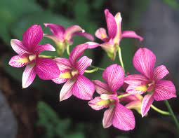 Agricoltura > piante ornamentali > pianta naturale > piante da fioritura (148587518). Fiori Simili Alle Orchidee