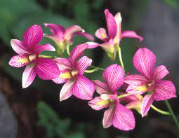 Sono molto simili ai fiori di orchidea e sono anche sinonimi di catalpa per la loro forma. Fiori Simili Alle Orchidee