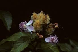 Image result for Bixaceae