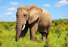 Lions, tigers, wolves, elephants, giraffes. Largest Living Land Animal Of The World Elephant African Elephant