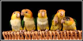 Estimates show 90% of problems in these exotic. Parrots Company Pet Birds Pet Bird Supplies Parrotco Com
