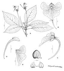 Image result for Impatiens erecticornis