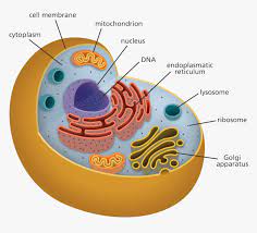 Maybe you would like to learn more about one of these? Illustration Showing The Structures Of An Animal Cell Animal Cell Hd Png Download Kindpng