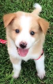 Our Handsome Boy Is Only 2 Months Old But Hes A Real Star Cute Dogs Dog Aww Puppy Adorable Dog Pictures Handsome Boys Animal Hospital
