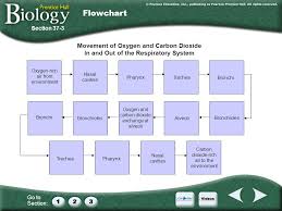 The Respiratory System Ppt Video Online Download