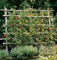 While you can choose to let your tomato the many options for staking or training tomato plants include building a simple bamboo trellis push the ends of each bamboo stake into the soil behind where you plan to plant the tomato. 8 Best Bamboo Tomato Cage Ideas Garden Trellis Vegetable Garden Garden Design