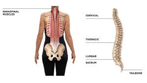 The scm muscle is attached to a small bone behind the ear (called the mastoid process) and travels down the front of the neck to attach at both the the trapezius muscle is a large surface muscle that spans from the base of the skull down the cervical spine and into the lower thoracic spine (mid back). Anatomy Of The Spine What To Know About Your Natural Curves