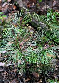 Image result for Schizaea