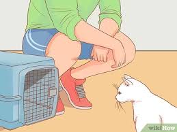 Great news that you found her. 3 Ways To Encourage Your New Cat To Come Out Of Hiding Wikihow