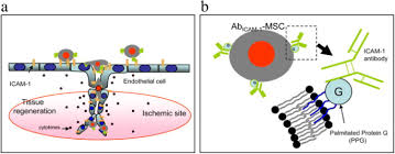Maybe you would like to learn more about one of these? Coatings On Mammalian Cells Interfacing Cells With Their Environment Journal Of Biological Engineering Full Text