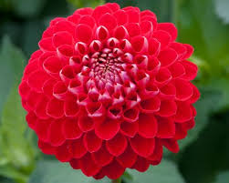 Hapet Halifax Dahlia Dahlien Schone Blumen Sommerpflanzen