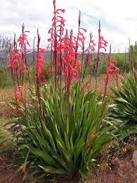 Image result for Watsonia