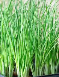 Organic Scallions Grow Indoors Outdoors Aquaponic Hydroponic Etsy Australia