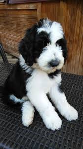 Black And White Sheepadoodle For Sale Best Sheepadoodles Sheepadoodles Simons Sheepadoodles Pittsburgh Sheepadoodle Puppy Portuguese Water Dog Puppy Cute Animals