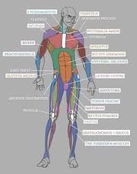 Labelled body diagram beautiful back muscles diagram nett human. Pin Auf Gymnsatik