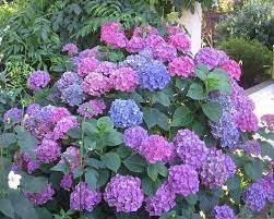 Le nom « hortensia » n'a aucune valeur botanique, il. La Hortensia Mucho Mas Que Una Bella Planta Ornamental Hydrangea Flower Pictures Planting Hydrangeas Hydrangea Flower