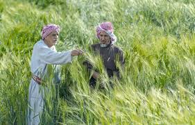 Does Saudi Arabia Produce Wheat? - Saudipedia