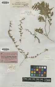 Image result for Convolvulus aschersonii