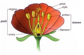 .structure of a flower label the diagram below: Seventh Grade Lesson The Beauty Of A Flower Structure And Function