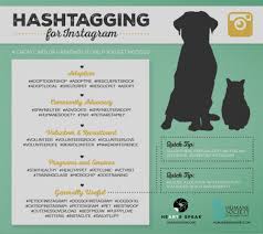 Check spelling or type a new query. 8 Tricks For Rocking Instagram Volunteer Recruitment Healthy Pets Pet Clinic