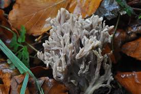 Image result for Clavulina cinerea