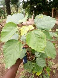 Image result for Alchornea cordifolia