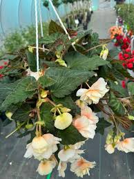 Image result for Begonia ampla