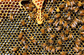 Sama seperti lebah madu, kelulut juga menghasilkan madu dan propolis yang kaya dengan khasiat seperti antioksidan yang tinggi. 5 Manfaat Madu Hitam Pahit Untuk Kesehatan Dan Kecantikan