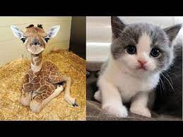 Cute Baby Animals Videos Compilation Cute Moment Of The Animals Soo Cute 23 Youtube Funny animal memes & videos.