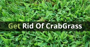 While killing crabgrass after it has started growing is can be difficult, it can be done. Article How To Get Rid Of Crabgrass For Good Blue Grass Lawn Care Landscaping Service