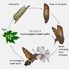 Mysteriously Amazing Facts About Hummingbird Moths Animal Sake In 2020 Hummingbird Moth Hawk Moth Moth Life Cycle