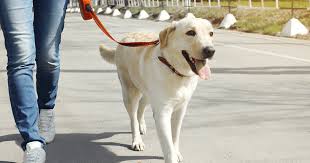 How to leash train a dog that won t walk. Training Dogs Not To Pull Pdsa