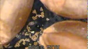 Since they are so small, they are nearly imperceptible to the human eye alone. Mould Mites Tyrophagus Putrescentiae Youtube