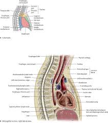 The mediastinum is the central part of the area inside the ribcage. Mediastinum Atlas Of Anatomy