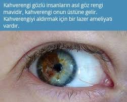 Tamam Da Ne Gerek Var Mavi Gozler Isikta Cok Hassas Kahverengi Ustunde Koruyucu Gorevi Goruyor Gizli Bilgi Bilgi Karti Bilissel Psikoloji
