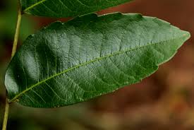 Image result for Zanha golungensis