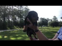 Purebred rottweiler puppies to good homes. Rottweiler Puppies For Sale In Mississippi 07 2021