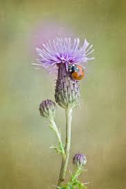 Thistle Lady By Jacky Parker 500px Scottish Flowers Macro Flower Thistle Flower