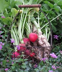 Read on to learn about six such plants. The Scent Of A Radish Four String Farm