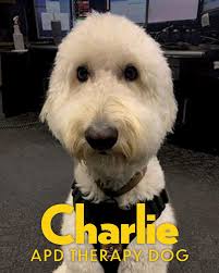 Today we recognize the dogs from our very own department as we celebrate  "National Dog Day!" Our crime fighting #APDK9s aren't the only four legged  companions in the APD family. We have