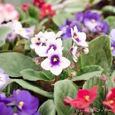 Image result for Streptocarpus