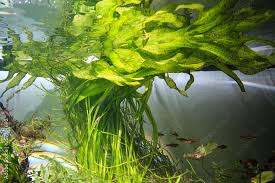 Image result for Ottelia