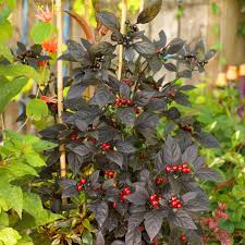 15 black pearl pepper seed organic hot 2020 beautiful black plant. Ornamental Pepper Better Homes Gardens