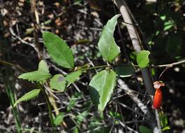 Image result for Halleria elliptica