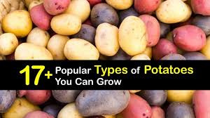 We did not find results for: Potato Varieties Learn About Different Types Of Potatoes